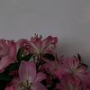 leopard_02106
