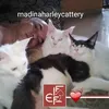 madinaharleycattey