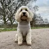 cockapoo_charlie_chapman