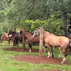 mayconcosta713