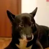 blackdoglucefer