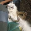 himo.imut