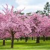 blosom088