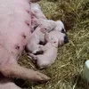parkviewfarm
