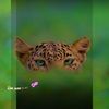 aboudiouf939