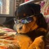rottweilerralph