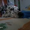 meboaraya0909