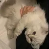 kdhfjbgkgfbgdkgb