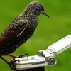 barneyfinch