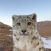 projectcatt