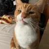 nisaaargh