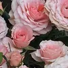 justanotheraccount_o