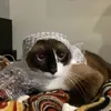 _mycon_