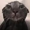 gktauaa1