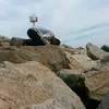 sedak_ketu