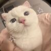 cherryhuaa