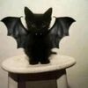 bat.nate