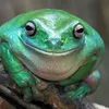 frog_army_69
