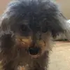 buffnano