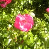 myna_306