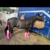 katie_ponies2