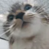 trisfufuuu