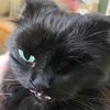 oneeyedcatnamedleela