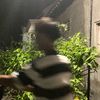 bayuvandorez27