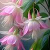 huong_huo
