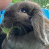 itsthecutebunny