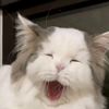 nittyjung44