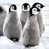 penguineso
