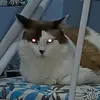 senawaskilled