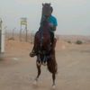 uaehorseforsale
