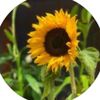 sas.aflower
