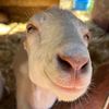 ourfarm7