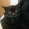cutixkitie