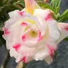 g5112772