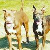 2pitlovers