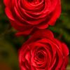 rafiq.khan9562