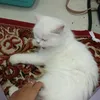 rahasiahati14071
