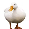 mahminuhnak