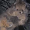 mishkathepom