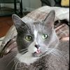 derptastrophe