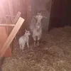 patxeko_karalfombra