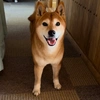 shibainu_eruchan