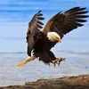 predatoryeagle1