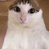 mr_duck248