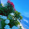 salam_kocher1