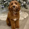 Chili_TheCockapoo